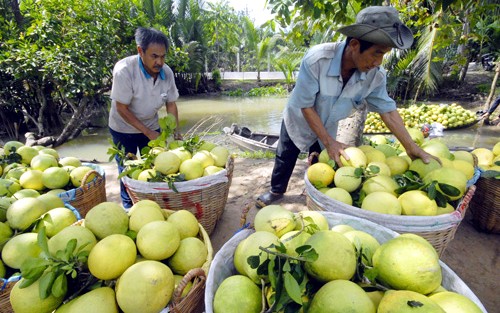 Trái cây Việt Nam có nhiều triển vọng xuất khẩu trong năm nay - ảnh 1